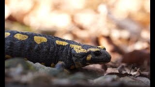 Feuersalamander  Vom Aussterben bedroht [upl. by Arnuad]