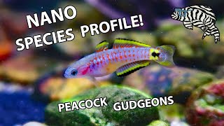 PEACOCK GUDGEONS Keeping Feeding amp Breeding  Species Profile [upl. by Kcinnay]