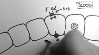 Thyroid Hormone Production [upl. by Leatri]