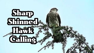 SharpShinned Hawk Calling [upl. by Ttevi702]