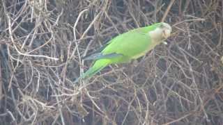 Monk Parakeet building a nest in New Haven CT [upl. by Milurd]