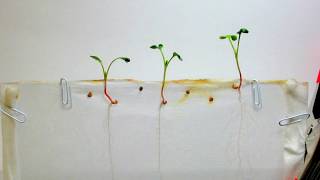 Time Lapse of Radish Seeds  White Background [upl. by Lubet]