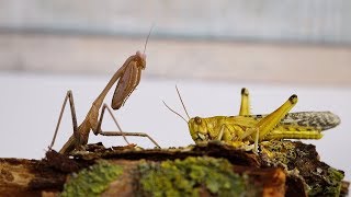 Lebendfütterung der Mantiden  Gottesanbeterin VS Riesen Wüstenheuschrecke [upl. by Ees]