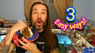 3 Easy Ways to Pick Up Your Guinea Pigs [upl. by Ambrogino171]