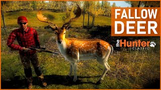 FALLOW DEER  theHunter Classic [upl. by Rudd]