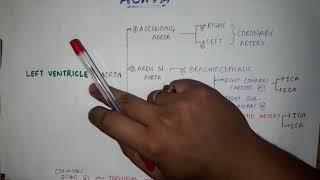 PARTS OF AORTA WITH BRANCHES  HINDI  ANATOMY  THORAX  ARCH OF AORTA [upl. by Paris]