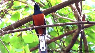 White rumped Shama singing [upl. by Usanis]