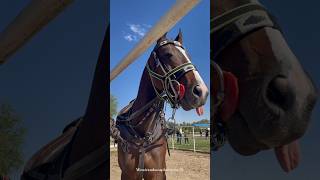 horse sounds❤️🎶😇horse shorts equestrian horserhorseenthusiast horseriding horselover viral [upl. by Enitsud]