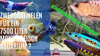 Zwerggarnelen für ein 7500 Liter Monsterfisch Aquarium I TAX [upl. by Edyak205]