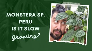 Monstera Sp Peru Review  5 Years Later  Monstera karstenianum  Epipremnum Marble Planet [upl. by Raseta]