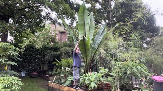 Ensete ventricosum Hiniba  It’s HUGE [upl. by Nal]