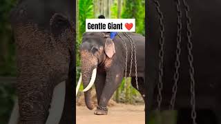 Gentle giant🥰 shorts animals pets explore [upl. by Labotsirc]