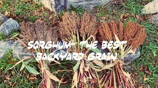 Sorghum The Best Backyard Grain Episode 21 Explosive Metabolism [upl. by Aivax]