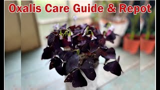 Oxalis Triangularis Care Guide and Repot  Butterfly Plant  Purple Shamrock [upl. by Rob]