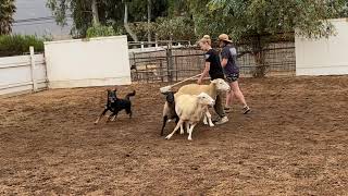 Beauceron RVCA  Herding Instinct Test [upl. by Ahsataj]