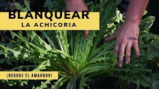 Cómo blanquear o reducir el amargor de la achicoria  Bricomanía  Jardinatis [upl. by Susanna]