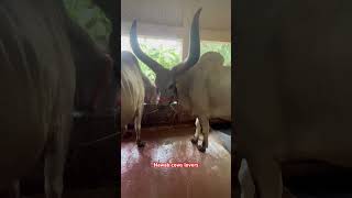 Most biggest kank ox from Nawab dairy farm shortsfeed trending viralvideo nawabdairyfarm [upl. by Sainana]