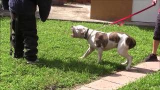 American Bulldog has lost his mind RED ZONE DOG bites Miami Dog Whisperer [upl. by Chow930]