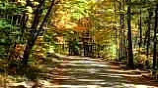 Beautiful autumn woods on NH carriage drive [upl. by Nanny]