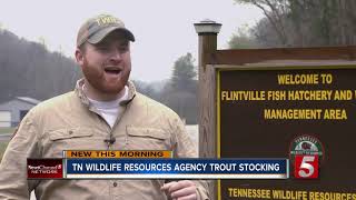 TWRA stocking counties with rainbow trout [upl. by Sone]