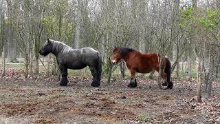 Wandelen Waasland Puyenbroeck Zuidlede Olentgracht [upl. by Nosahc357]