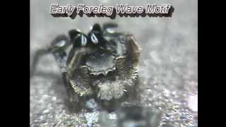 Jumping spider mating dance and song Habronattus schlingerii [upl. by Gardie962]