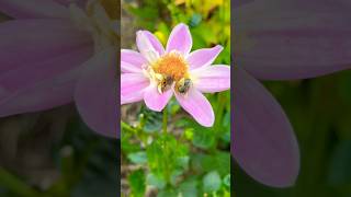 Pollinator Garden 🌸🐝🦋gardening pollinators pollinatorgarden flowers [upl. by Kissel785]