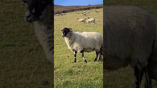 Lake District England lakedistrict england nature travel sheep [upl. by Halfon387]