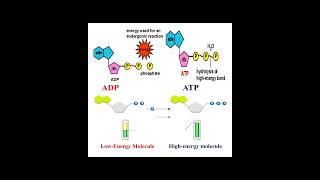 Different between ATP and ADP geneticteacher [upl. by Enial]