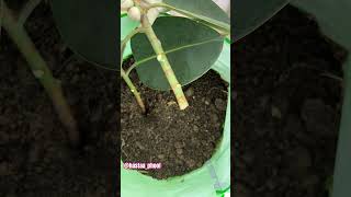 How to propagate rubber plant [upl. by Atiugram]