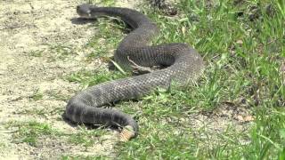 HUGE Rattlesnake while Hiking in California HD [upl. by Heathcote186]