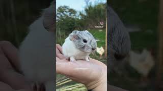 This color guinea pig is Silver Agouti 🙂 cavy guineapig guineapigs guineapigsofinsta ginepig [upl. by Hamlani]