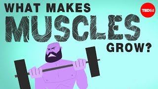 What makes muscles grow  Jeffrey Siegel [upl. by Klusek]