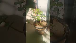 gardening garden tamil gardeningtips jadeplant indoormoneyplant shortvideo jade Kubar plant [upl. by Nauh]