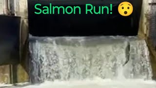 Salmon Run 😳 Heading Upstream salmonrun nature fishing livestream [upl. by Iaht]