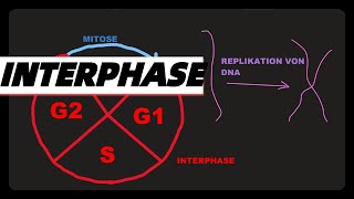 INTERPHASE FUNKTION UND PHASEN Abitur dna replikation G1 S G2 phasen einfach erklärt ZellZyklus [upl. by Esetal]