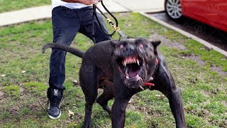 Presa Canario isnt a Good Family Dog [upl. by Amil]