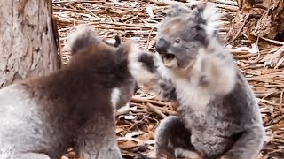 Insane moment two KOALAS get into a fight [upl. by Retnyw]