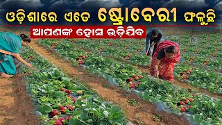 ଯୁବକଙ୍କ ଓଡ଼ିଶାରେ ଷ୍ଟ୍ରୋବେରୀ ଚାଷ  Strawberry farming in Odisha  Strawberry cultivation in Odisha [upl. by Arej]