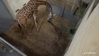 Giraffe Birth 2021 [upl. by Friday]