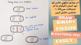 Draw very easy diagram of binary fission in bacterial cell [upl. by Eudoca]