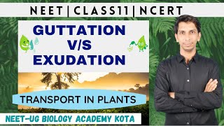 GuttationExudation  Transport in Plants  Biology Class11 chapter11  Plant Physiology  NCERT [upl. by Naahsar333]