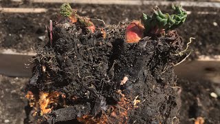 Rhubarb Splitting and Planting Tips [upl. by Caressa]