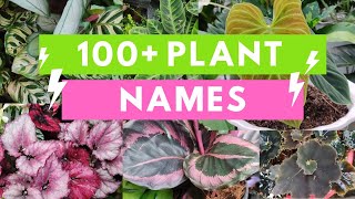 Plant Names and Pictures Plant Identification [upl. by Aibos]