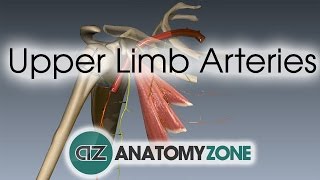 Upper Limb Arteries  Arm and Forearm  3D Anatomy Tutorial [upl. by Virginia]