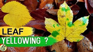 LEAVES TURNING YELLOW 10 TIPS to Fix Plant with Yellow or Brown Leaves  Leaf Chlorosis [upl. by Marillin]