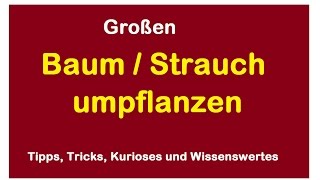 Baum verpflanzen umpflanzen  Ginkgo Strauch umsetzen umziehen ausgraben [upl. by Aimas]