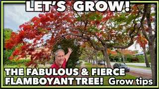 HOW TO GROW THE FLAMBOYANT TREE [upl. by Mary979]