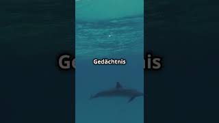 Warum Delfine So Schlau Sind 🐬 fakten tiere shorts [upl. by Netsyrc]