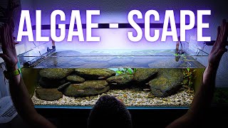 Step by step RIVER AQUASCAPE tank FULL OF ALGAE  EP1 HILLSTREAM AQUARIUM low tech shallow tank [upl. by Zedecrem36]